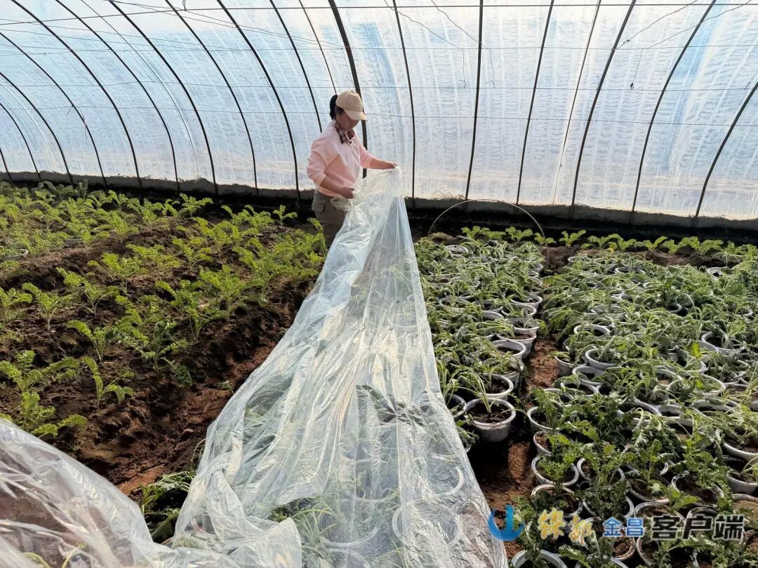 △潘燕正在给刚栽种的幼苗覆盖塑料薄膜
