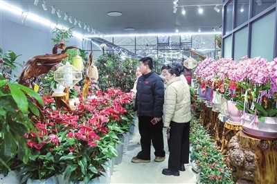 1月27日，顾客在玉湖花卉市场选购年宵花。