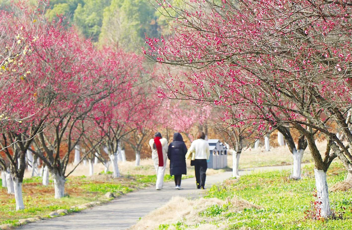 “梅”景上线!来南昌邂逅冬日浪漫(图)