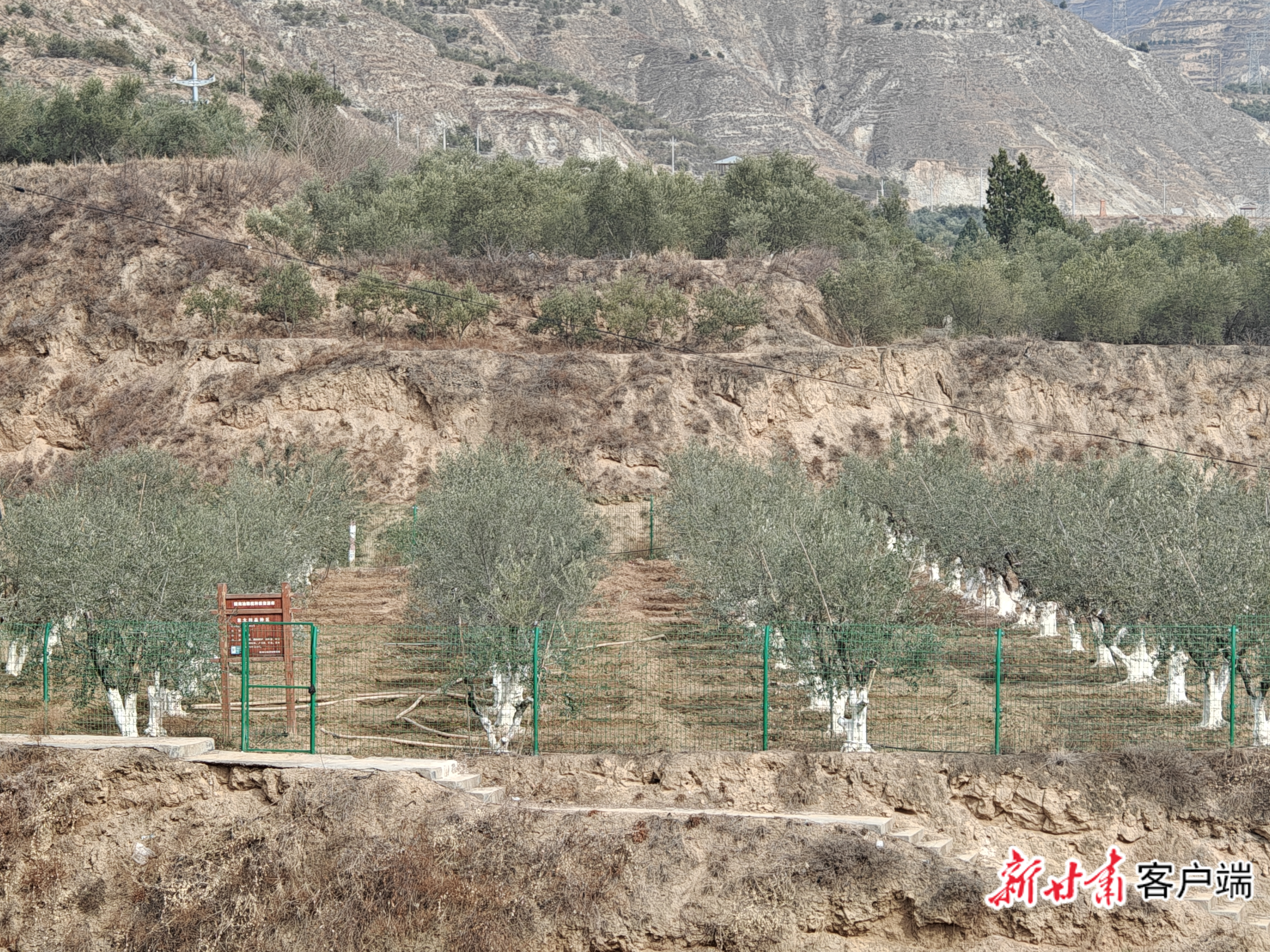 武都区种植的油橄榄 新甘肃·甘肃日报记者 徐俊勇 摄