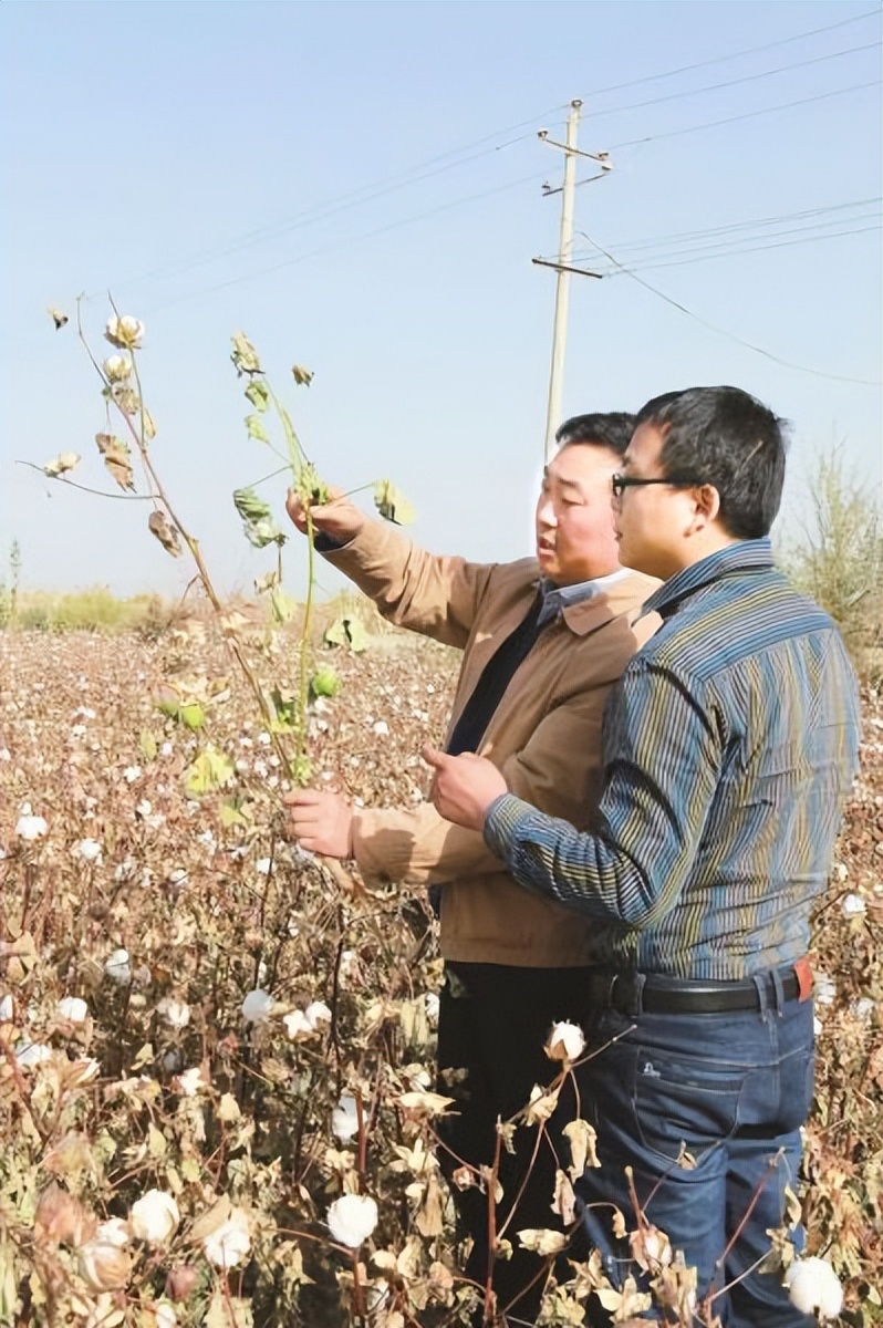 图为张庆金在田间地头了解农户棉花生长状况