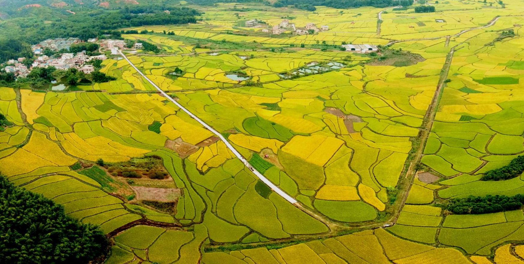 图:始兴花山万亩丰收的稻田