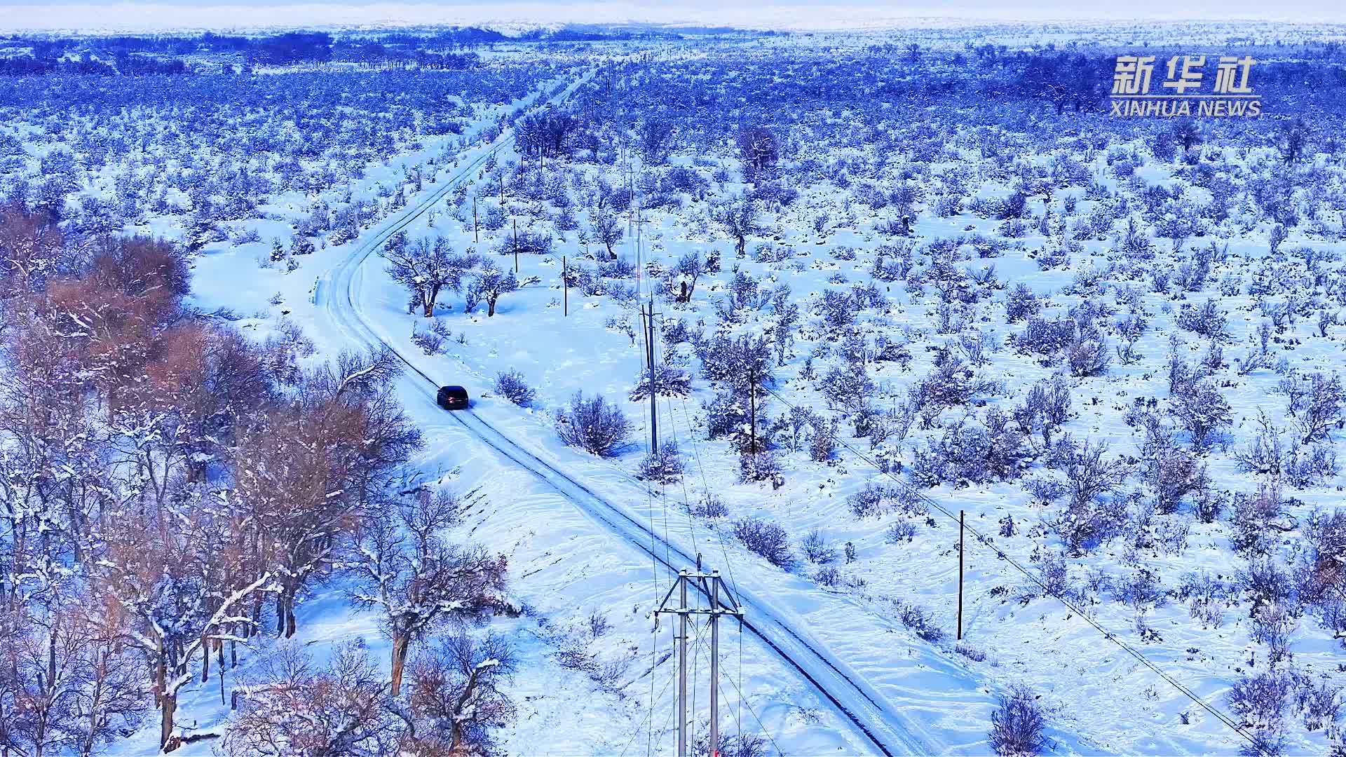 千城胜景｜新疆乌苏市：雪落胡杨虬枝劲