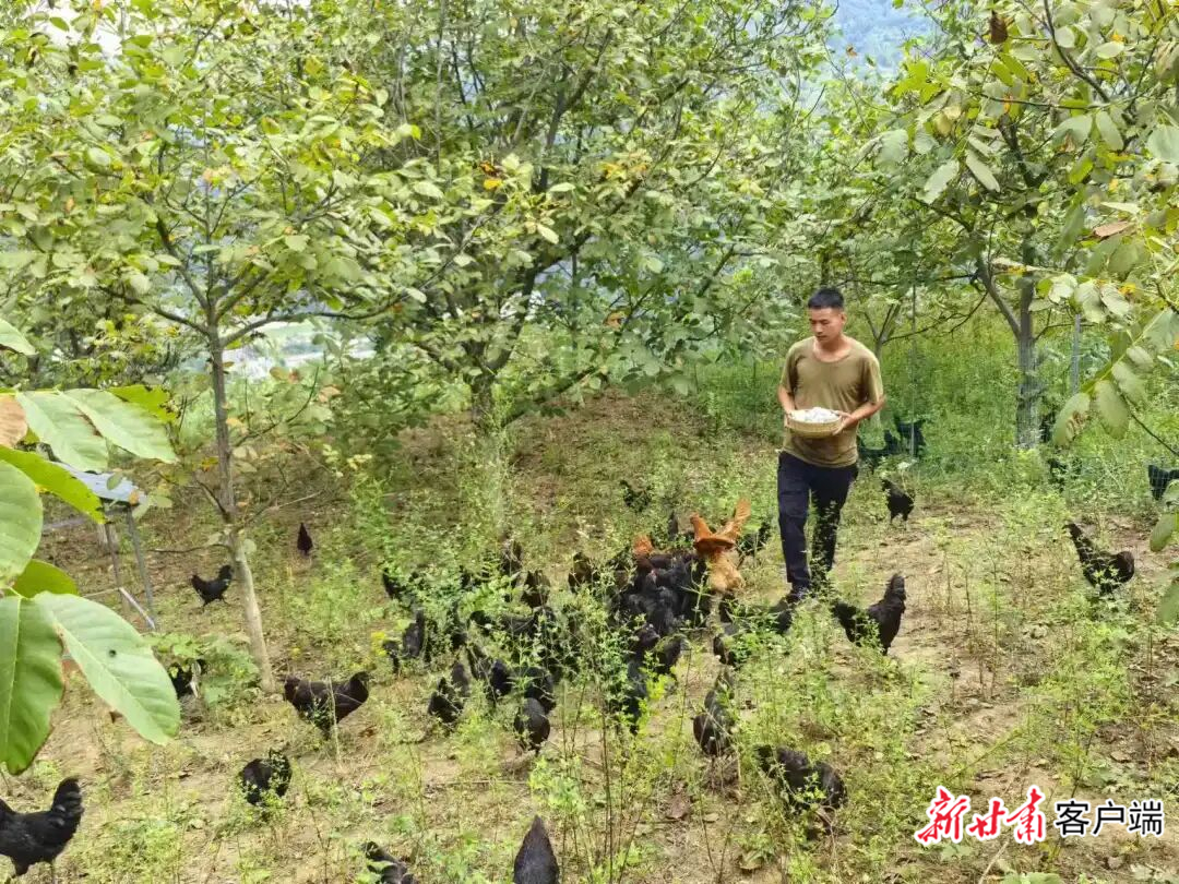 林下经济 陇南市林草局供图