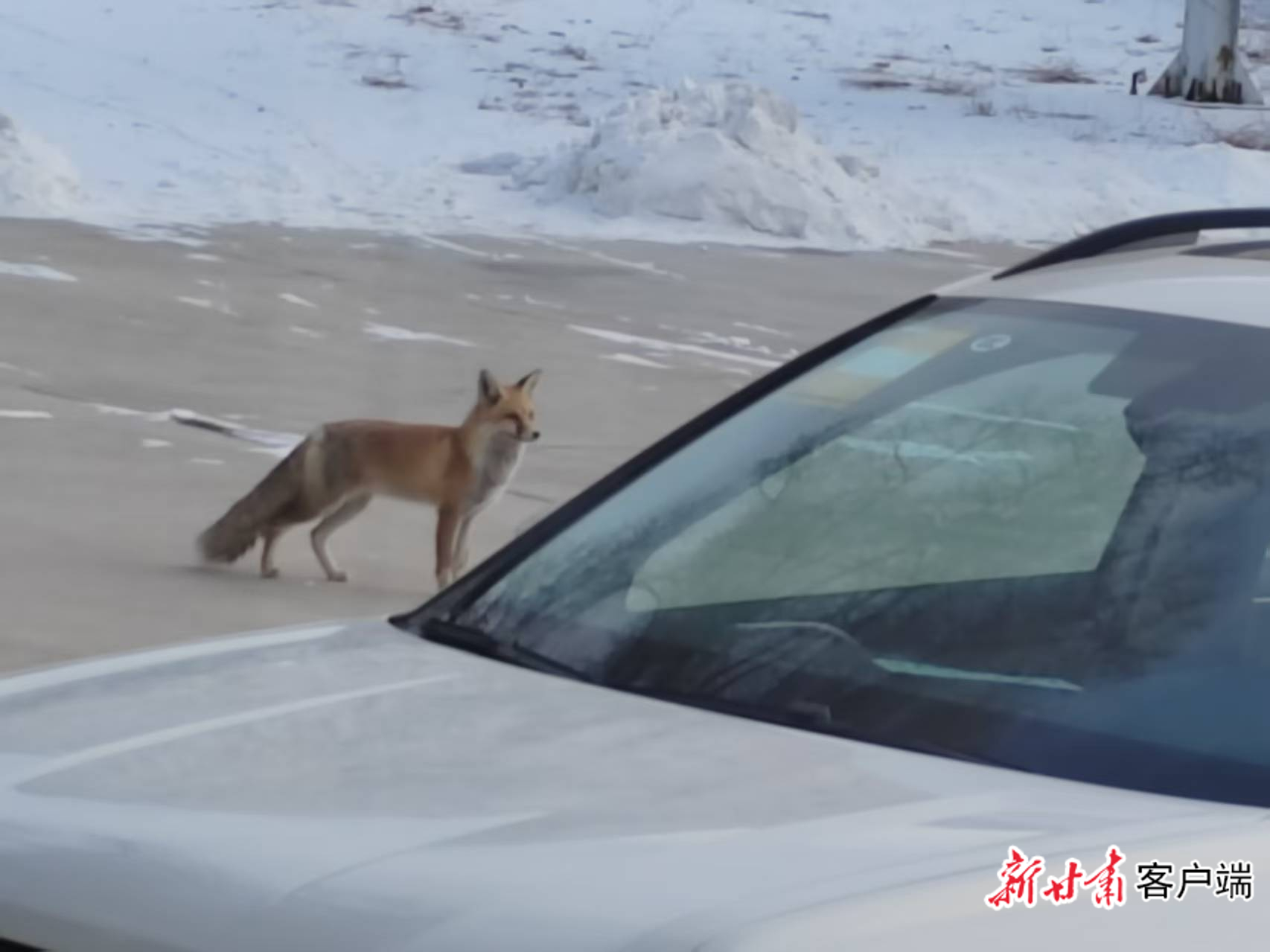 赤狐 本文视频图片均由新甘肃·甘肃日报通讯员李婧雯拍摄