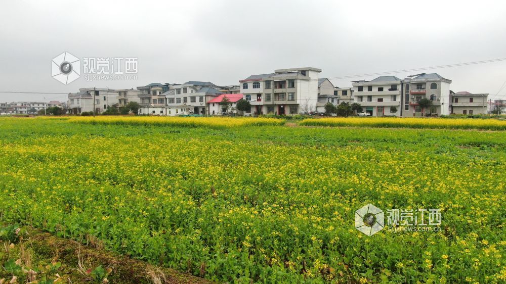 2026年1月27日，江西省遂川县枚江镇乡村田野间，冬日的油菜花悄然绽放，金黄与翠绿交织的农田如调色盘般铺展在赣鄱大地。错落有致的民居与规整连片的菜地相映成趣，干净的村道串联起生态宜居的村落。