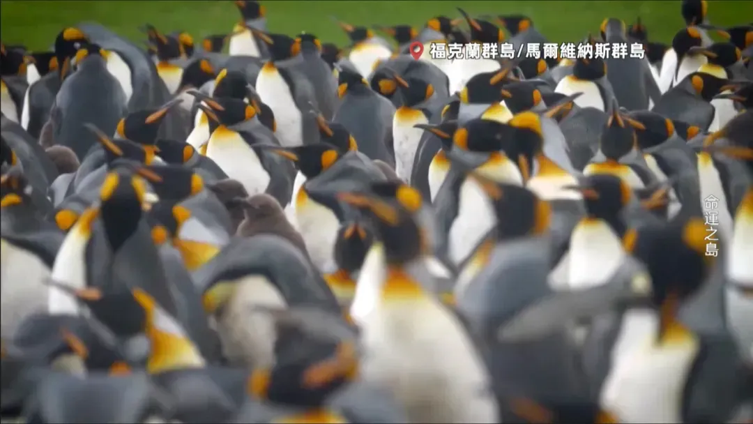 “企鹅天堂”福克兰群岛，主权归属一直是国际争议议题