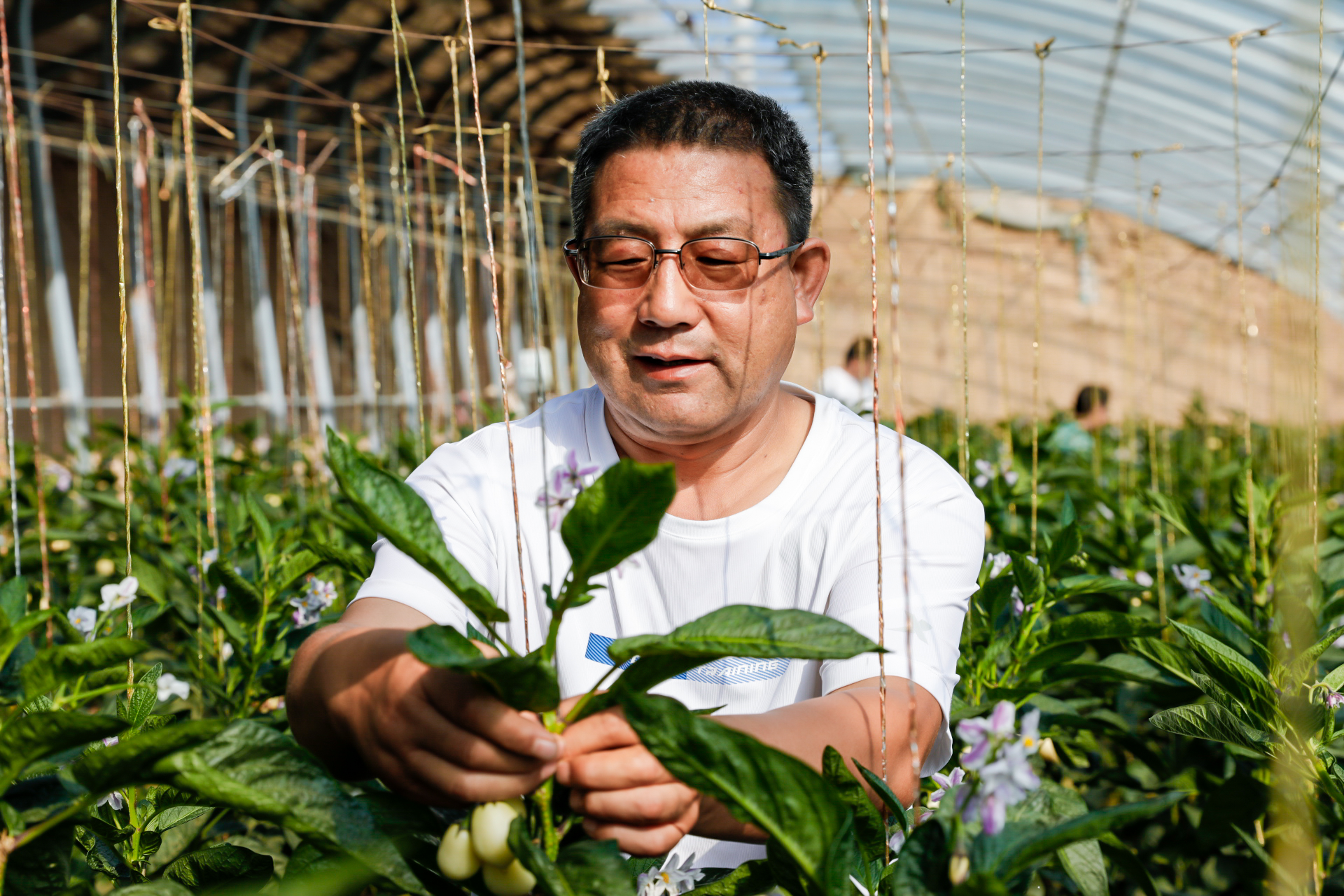 张延堂查看农作物长势（受访者供图）