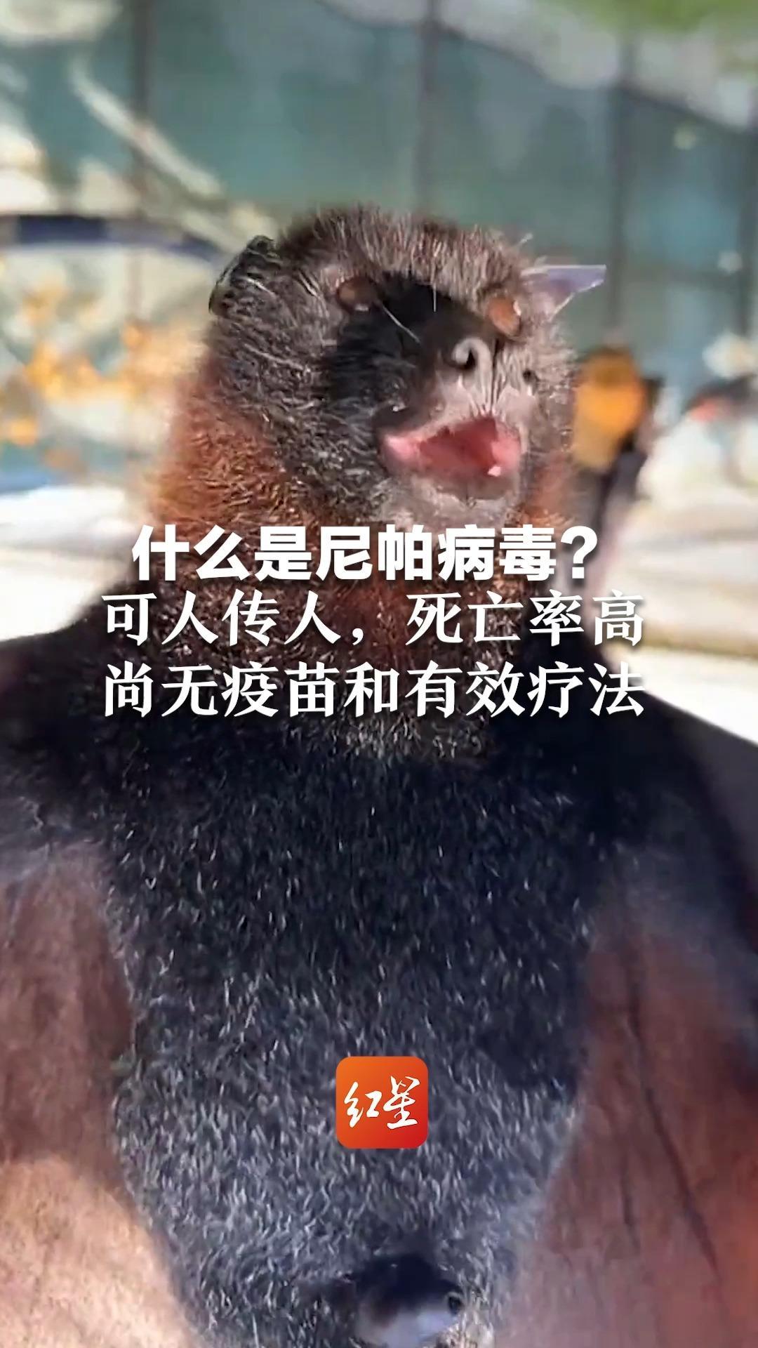 什么是尼帕病毒？可人传人，死亡率高 最长潜伏期可达45天 尚无疫苗和有效疗法