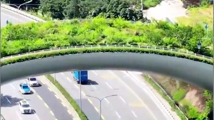 深圳为小动物修专属天桥，网友：现实版《疯狂动物城》