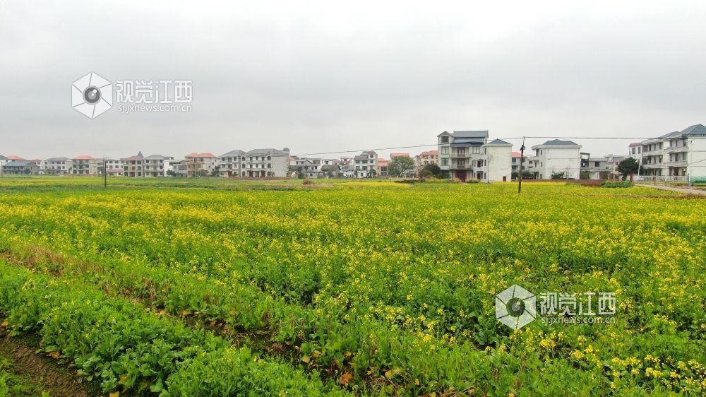 2026年1月27日，江西省遂川县枚江镇乡村田野间，冬日的油菜花悄然绽放，金黄与翠绿交织的农田如调色盘般铺展在赣鄱大地。错落有致的民居与规整连片的菜地相映成趣，干净的村道串联起生态宜居的村落。