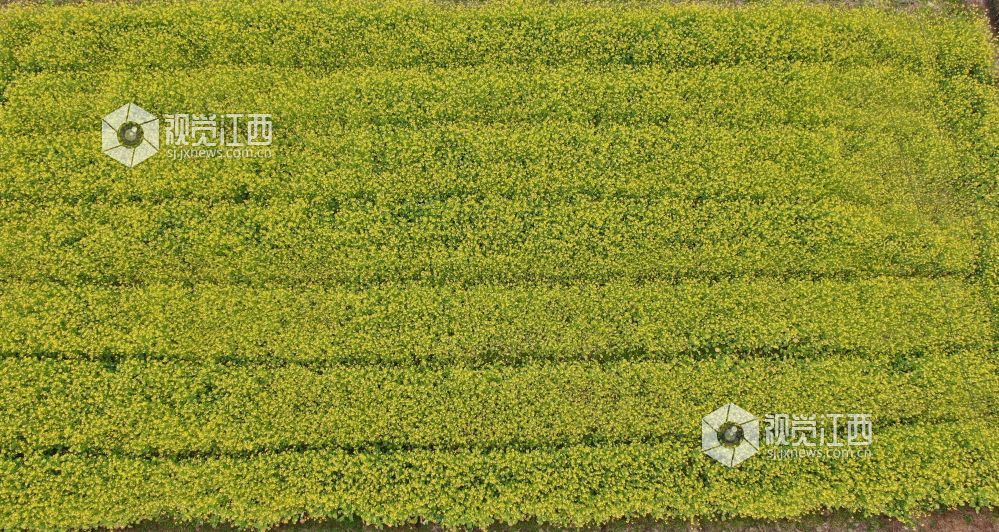 2026年1月27日，江西省遂川县枚江镇乡村田野间，冬日的油菜花悄然绽放，金黄与翠绿交织的农田如调色盘般铺展在赣鄱大地。错落有致的民居与规整连片的菜地相映成趣，干净的村道串联起生态宜居的村落。