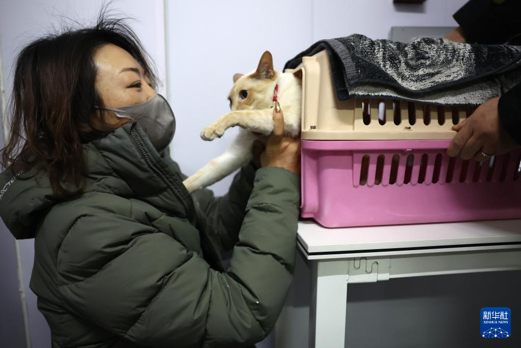 2月1日，在中铁快运兰州西站营业部宠物交接区，一只小猫在托运前与主人互动。