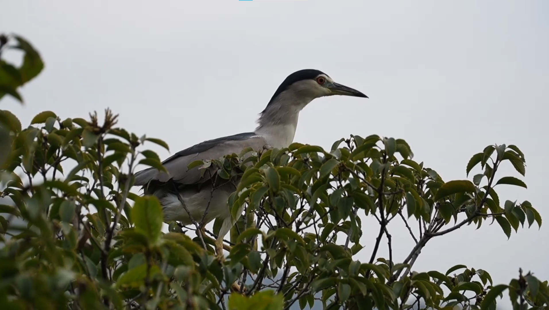 看，这只“夜师傅”回家啦！