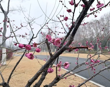 武汉和平公园梅花已“上线””