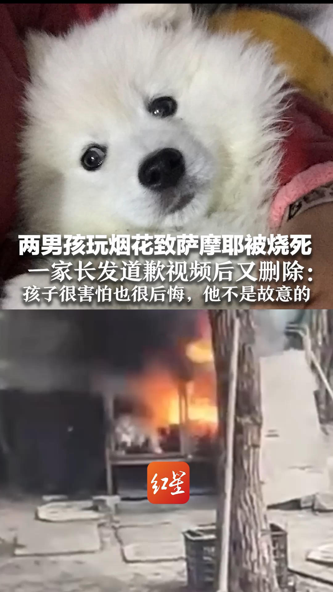两男孩玩烟花致萨摩耶被烧死 一家长发道歉视频后又删除：孩子很害怕也很后悔，他不是故意的 狗主人不认可调解协议