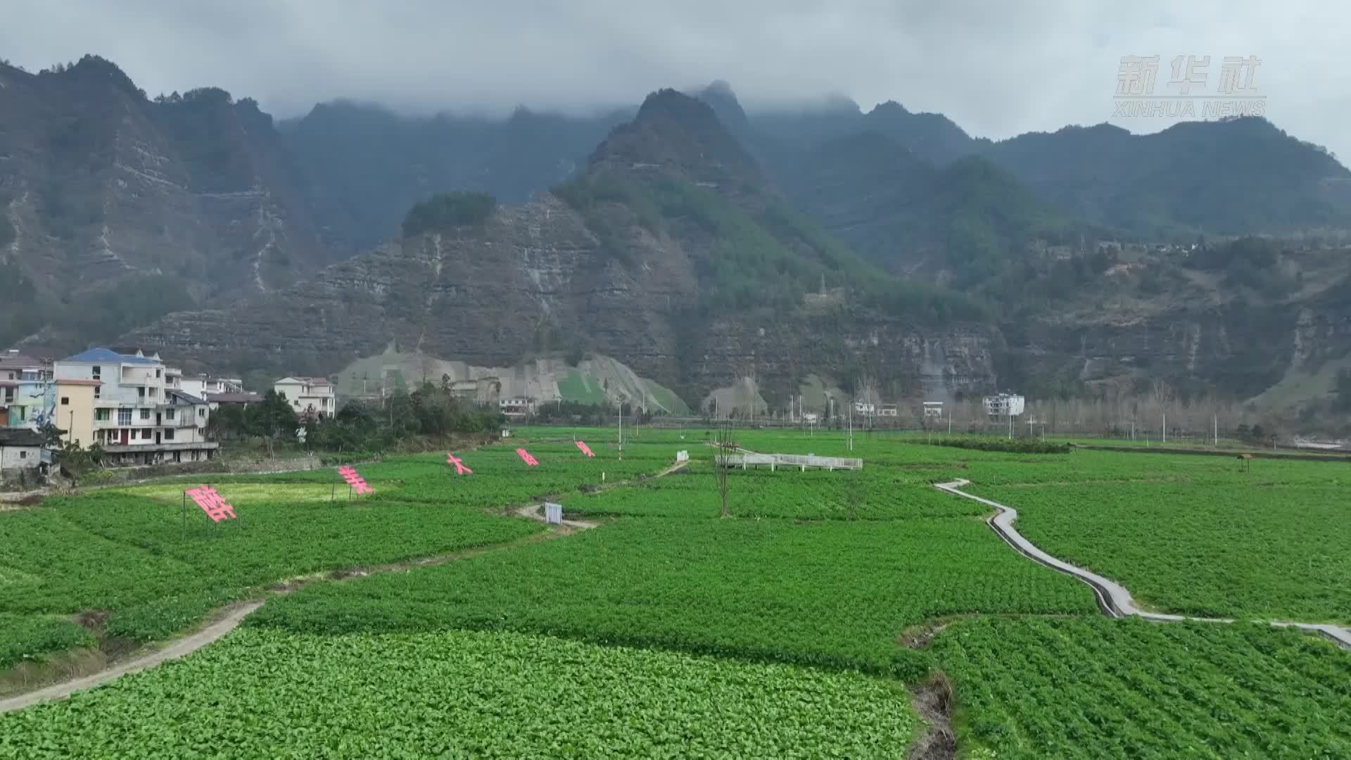 湖北咸丰：无人机“挑大梁”助农业增收