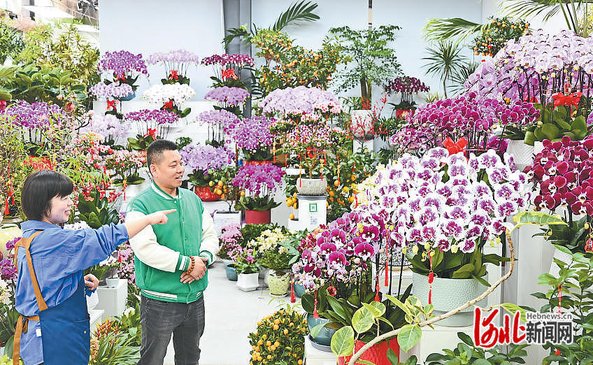 2月4日，消费者在北京花卉交易中心挑选年宵花。 河北日报记者 田明摄