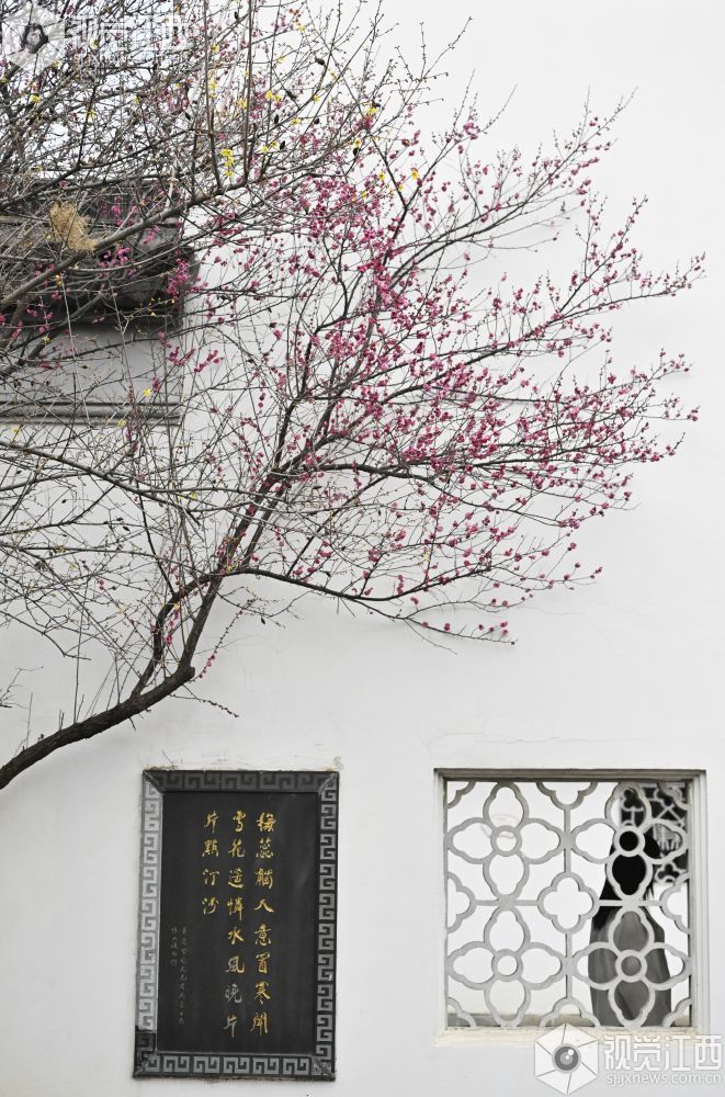 江西南昌：梅花初绽景如画（图）