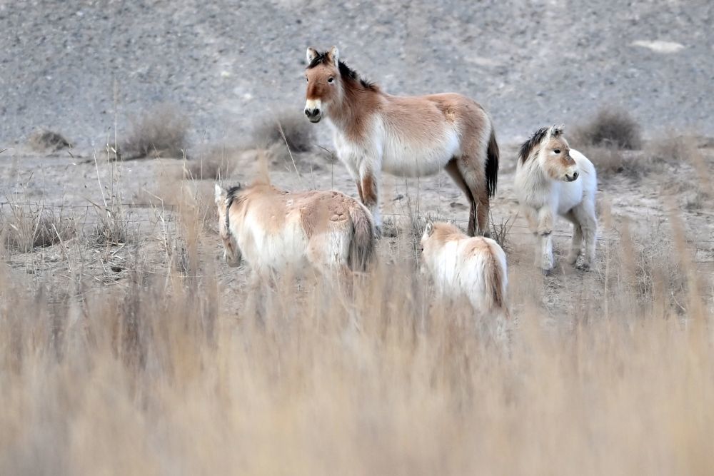 这是在甘肃敦煌西湖国家级自然保护区拍摄的普氏野马（2月5日摄）