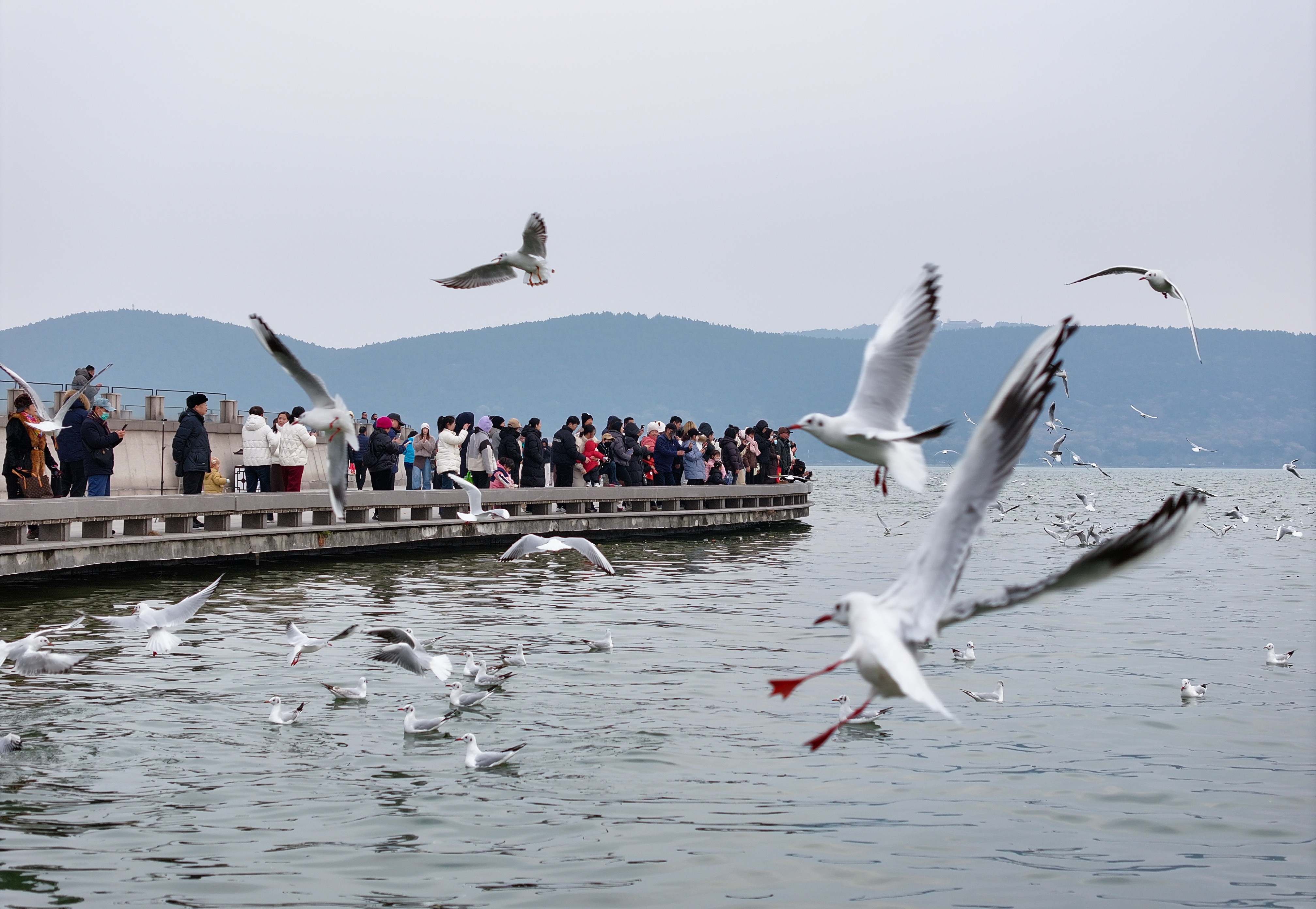 海鸥：徐州真好，明年还来