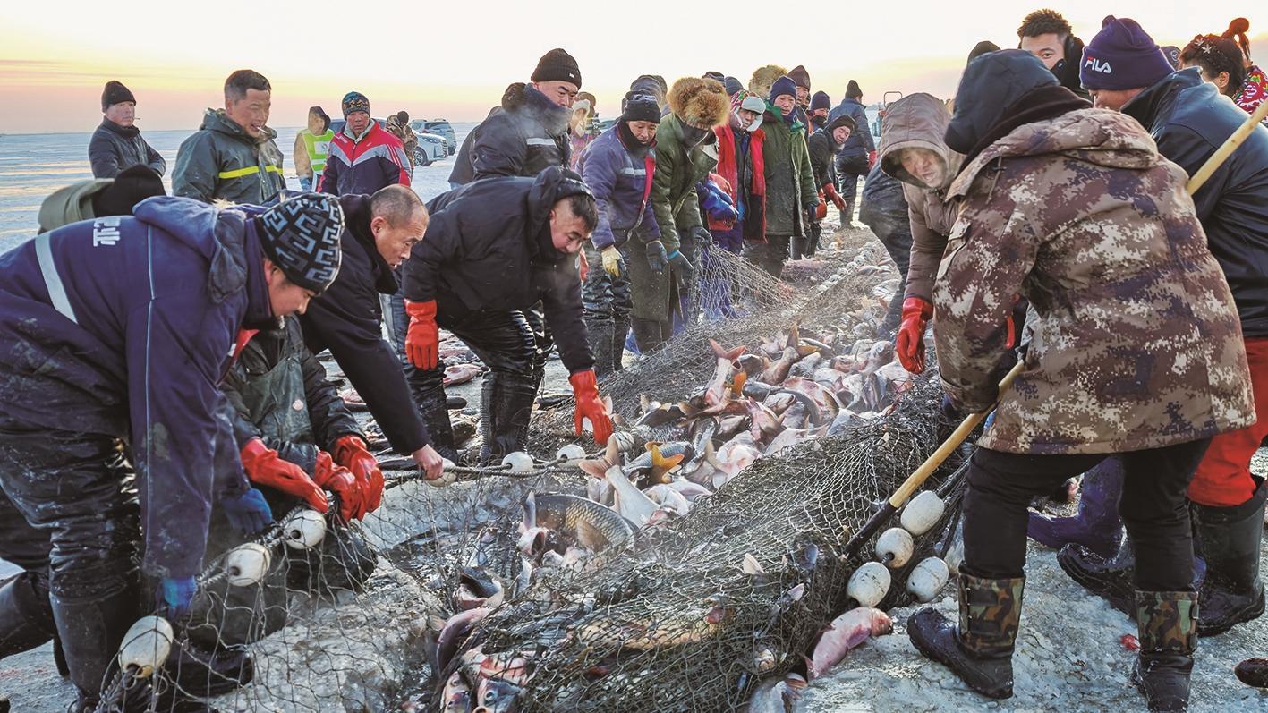 冬捕出鱼现场。