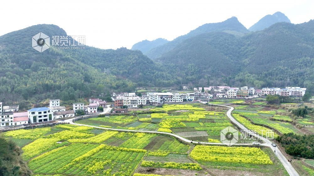 江西分宜：油菜花开春意浓（图）