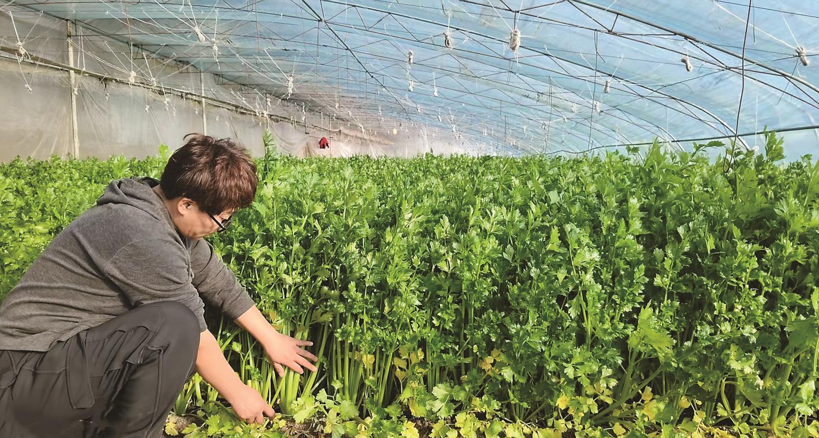在通榆县瞻榆镇，家庭农场主孙玲在温室大棚里查看芹菜长势，满眼都是对丰收的期待。