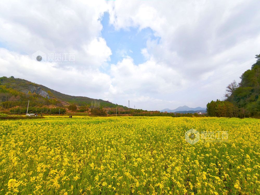 江西分宜：油菜花开春意浓（图）