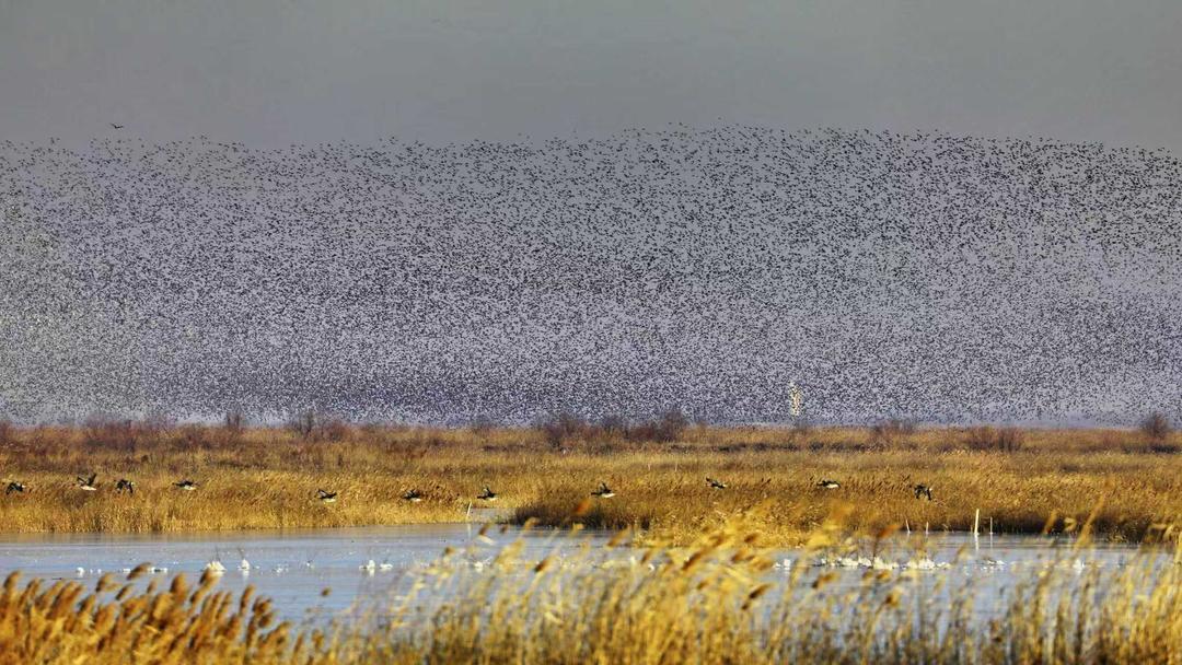 (黄河三角洲国家级自然保护区内成群的花脸鸭、针尾鸭组成的鸟浪掠过忙忙的芦苇荡。 通讯员赵文昌 摄)