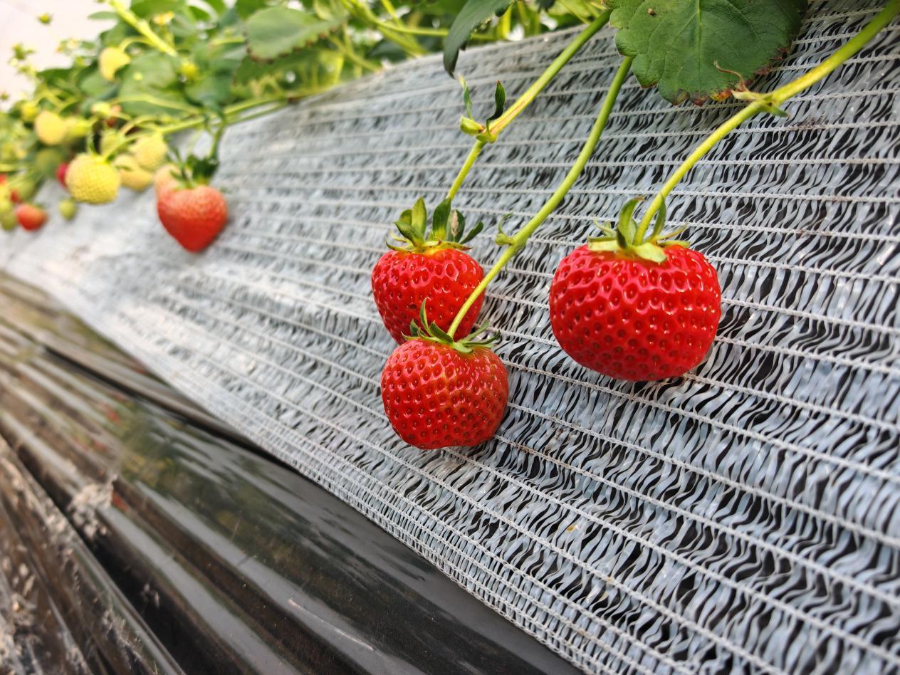 棚内“越心”草莓长势喜人