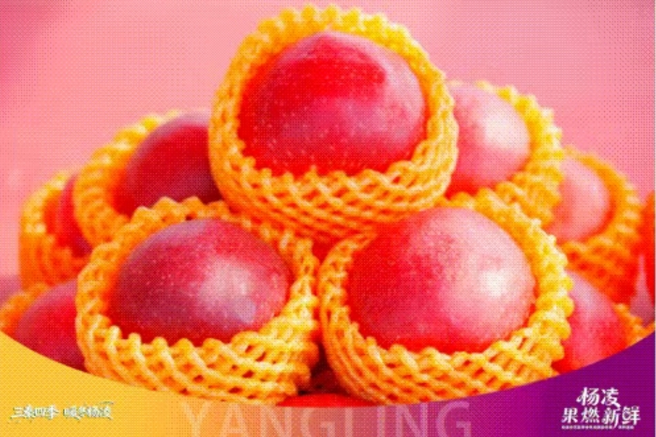 趣采摘 逛景区 品非遗 杨凌特色活动解锁年味新体验