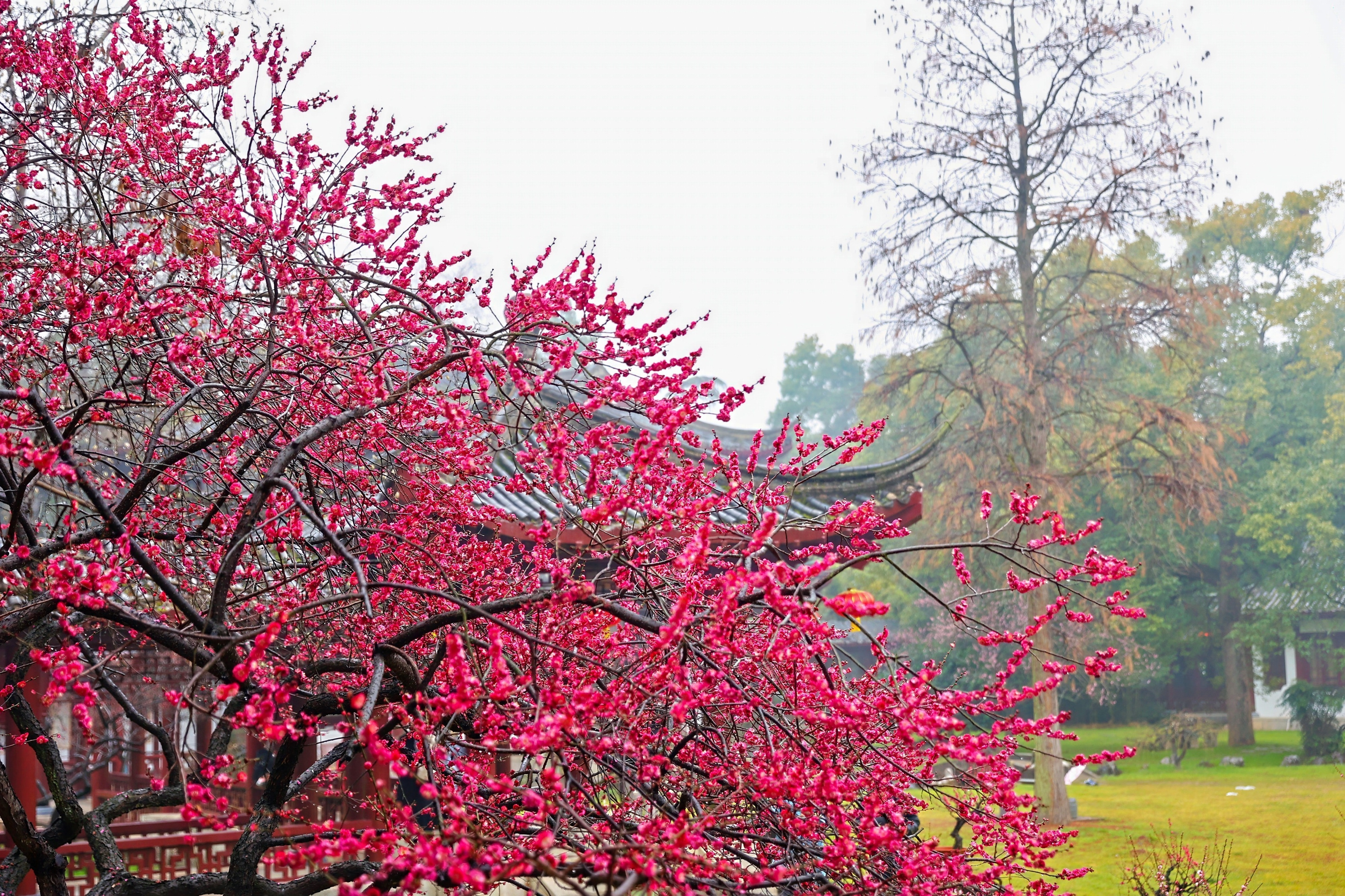 世界名湖贺新春，人民乐园冬观梅——2026武汉东湖梅花展开幕