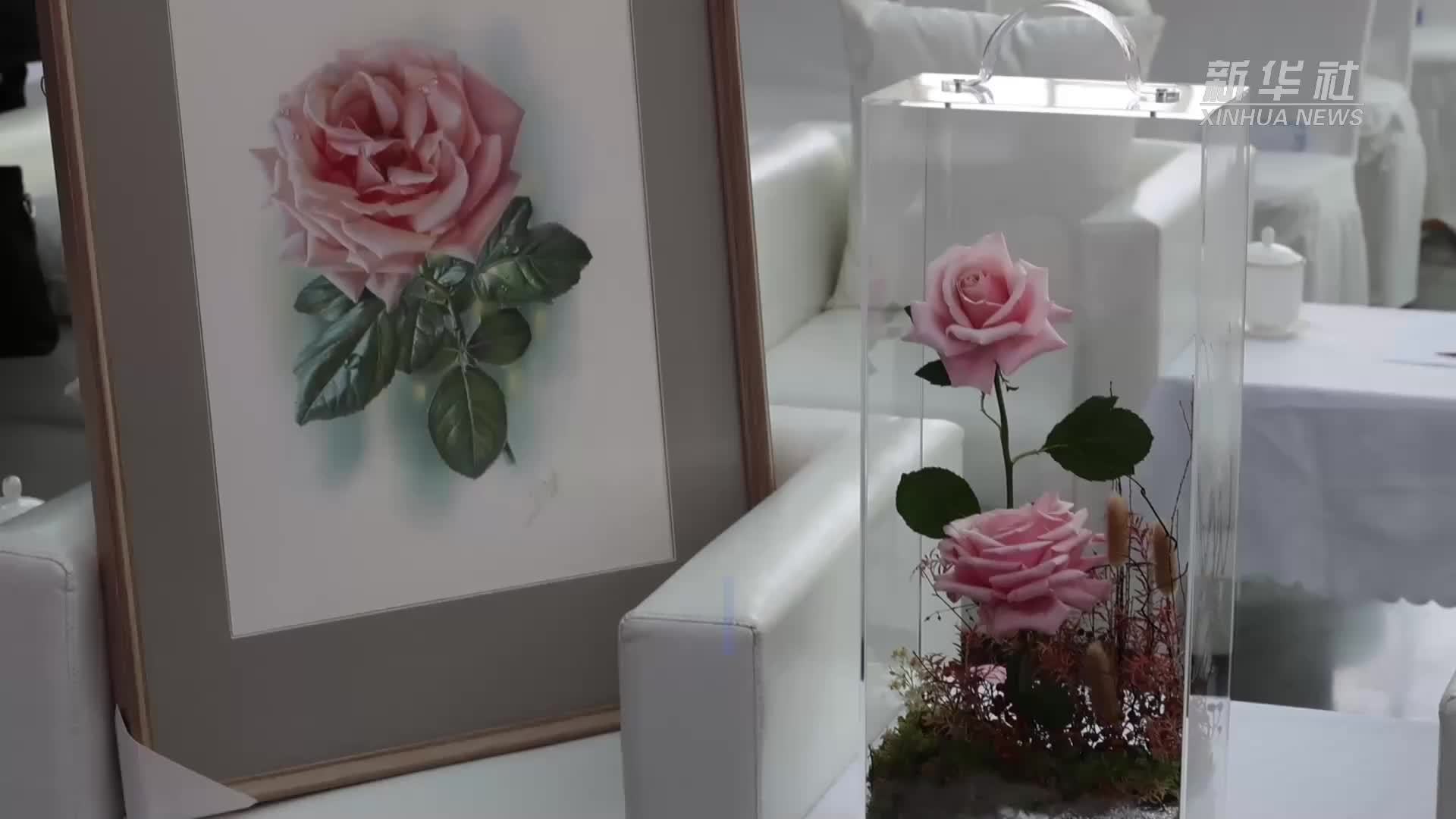 云花“娇龙”月季启程赴新疆昭苏