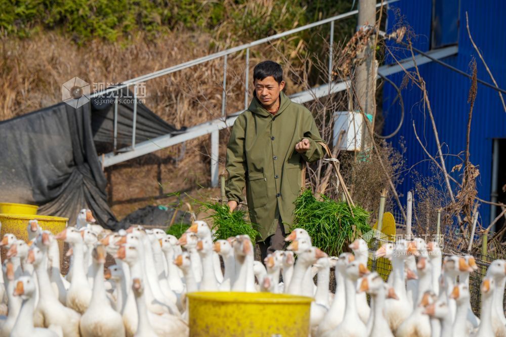 养殖户在喂白鹅吃黑麦草。