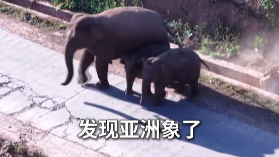 新春走基层｜雨林追象人