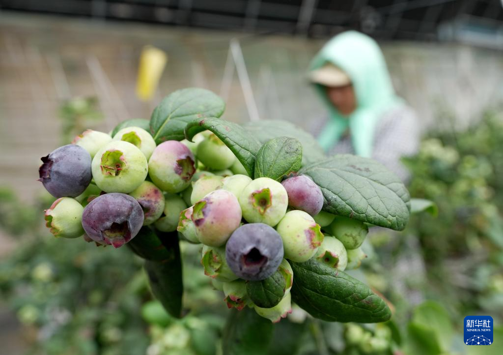 2月1日,河北省卢龙县刘田各庄镇一家蓝莓种植合作社的社员在大棚内管护蓝莓。