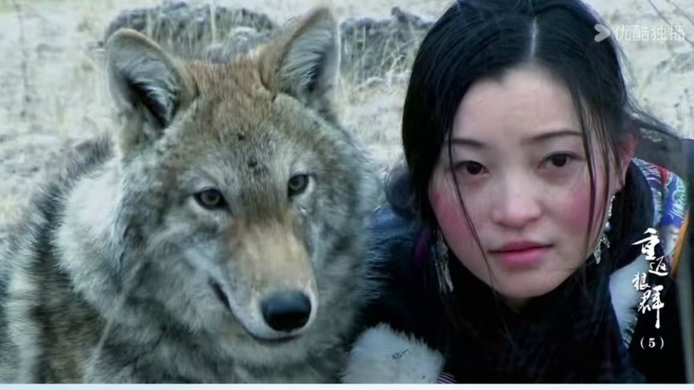 《重返·狼群》重映定档，李微漪证实格林已自然离去_凤凰网