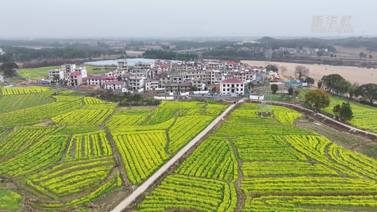 江西永丰：油菜花开“金”满地 农旅融合促振兴