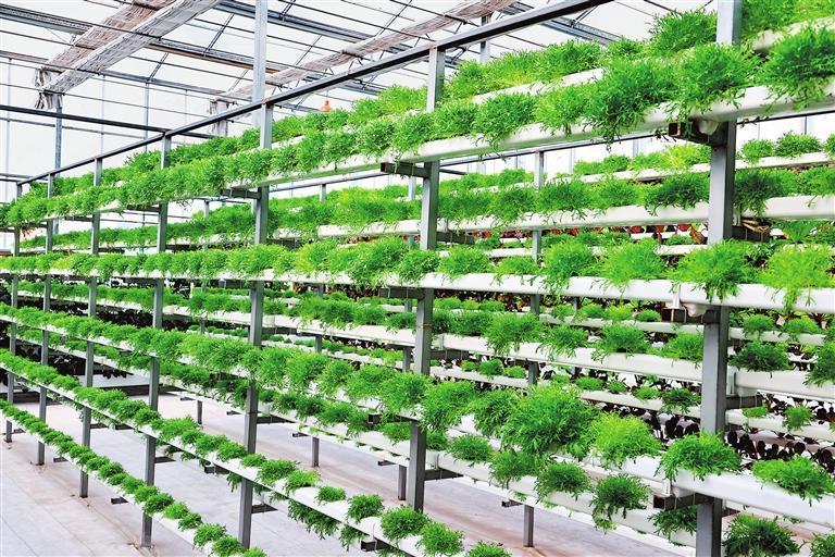 陇南市武都区石门镇青陇现代农业产业园温室大棚里的蔬菜长势正旺