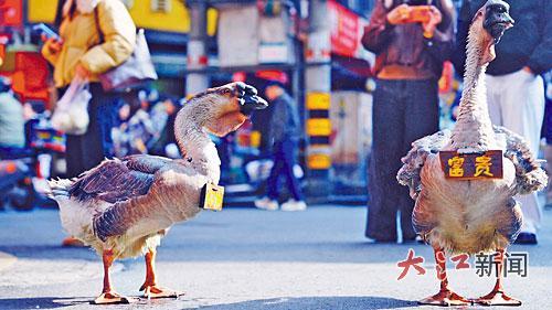 两只鹅脖子上分别挂着名牌：一只为“富贵”，一只为“虾饼”。