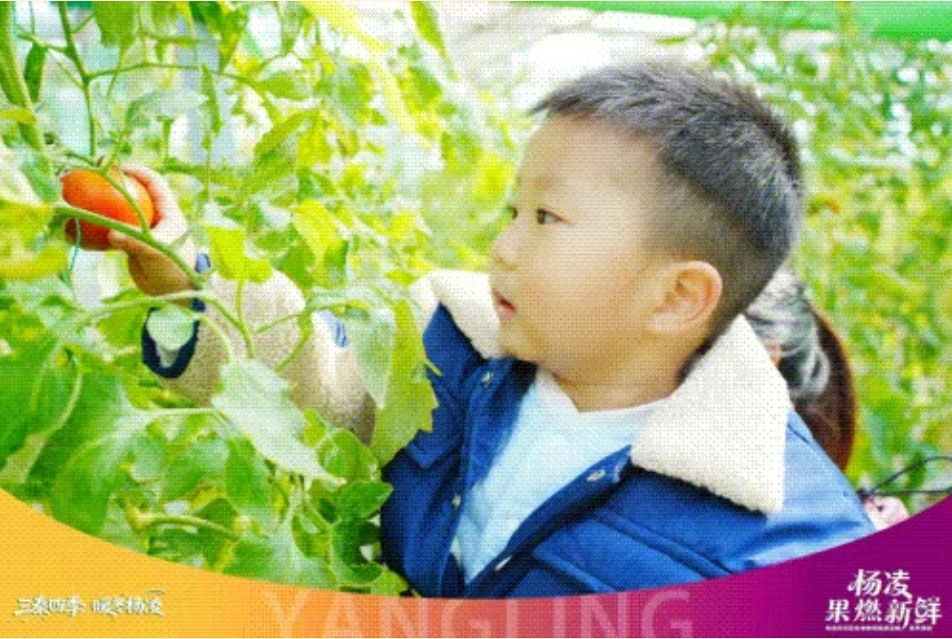 趣采摘 逛景区 品非遗 杨凌特色活动解锁年味新体验