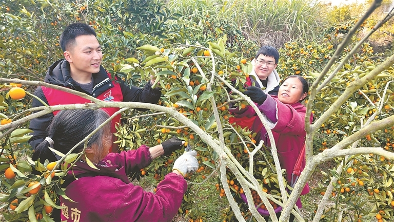 遂川县：致富“黄金果”（图）