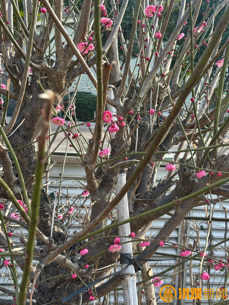 南昌梅花盛开引客来！这份赏梅地图请收好