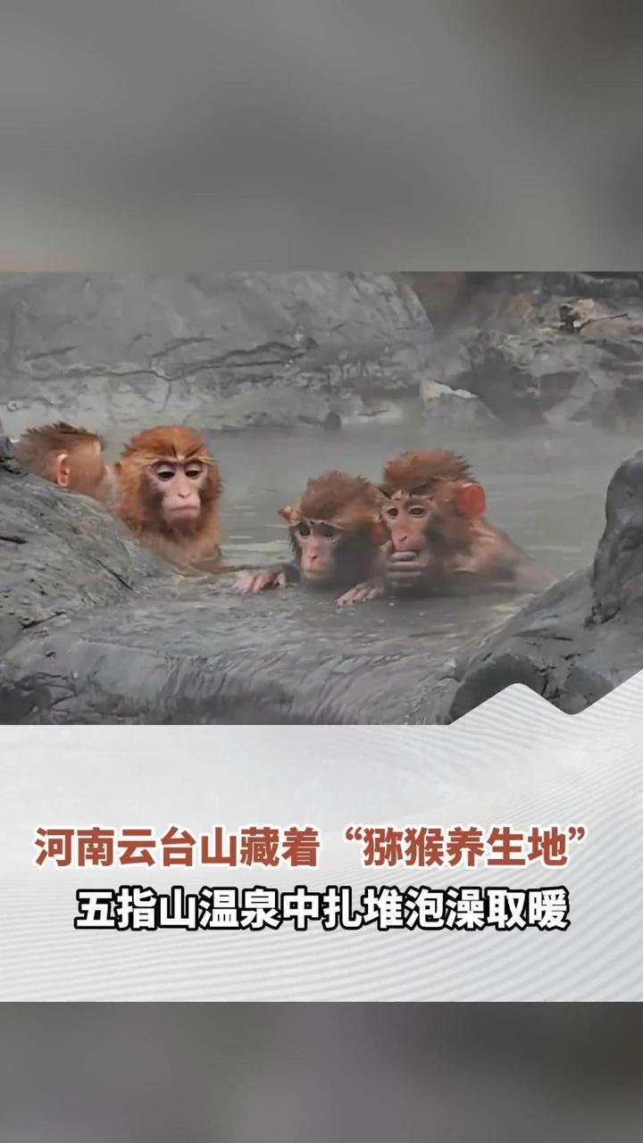 河南云台山藏着“猕猴养生地”五指山温泉中扎堆泡澡取暖 画面呆萌引网友热议