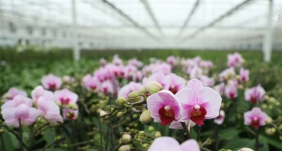 山东兰陵：寒冬中的“花经济”   