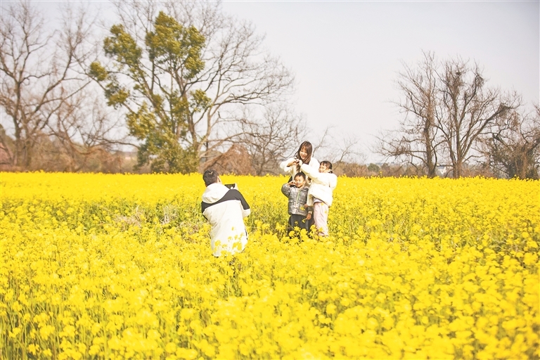 横峰县：油菜花开醉游人（图）
