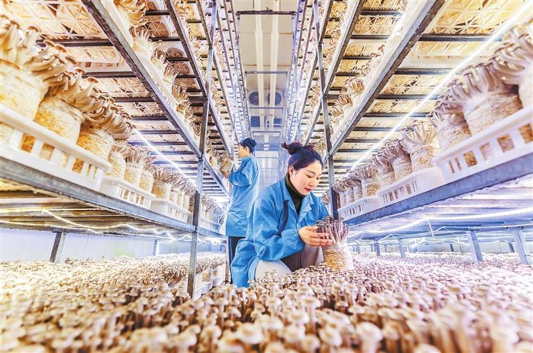 二月四日，工人在张掖市甘州区巴吉滩甘肃神农菇业生产车间内采摘鹿茸菇。新甘肃&middot;甘肃日报通讯员　杨潇