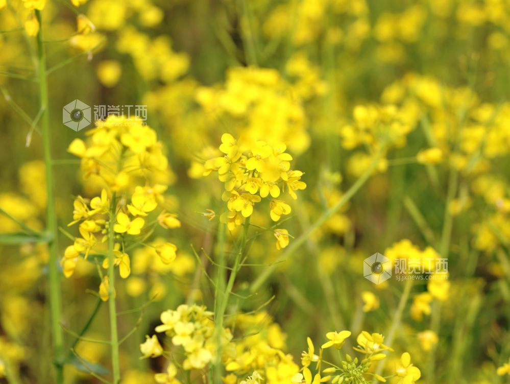 江西分宜：油菜花开春意浓（图）