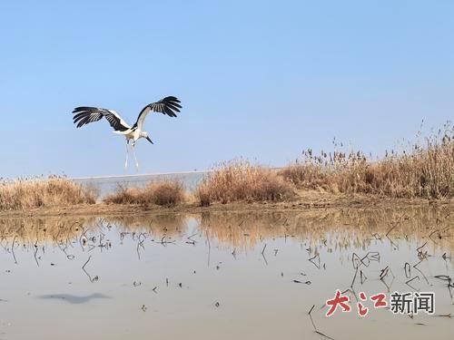 放归野外的东方白鹳腾空而起。全媒体记者杜宇蔚摄
